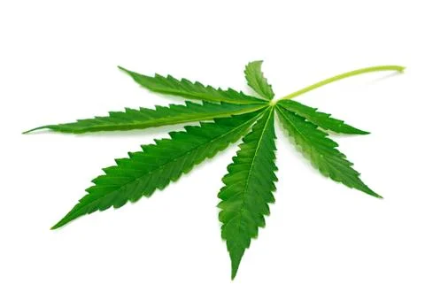 Marijuana leaf Stock Photos