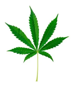 Marijuana leaf Stock Photos