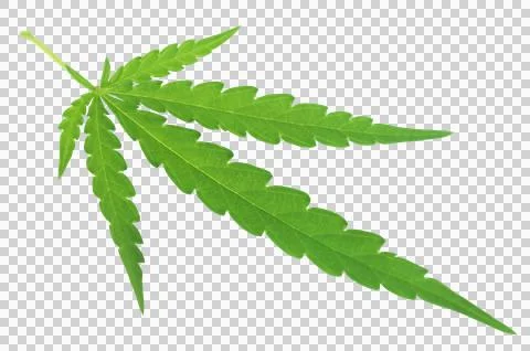 Marijuana leaf Stock Photos