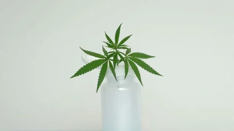 Marijuana leaf, plastic jar with cannabis on white background. 4K Stock Footage 133130117