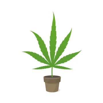 Marijuana leaf in a pot. Icon or logo. Green on a white background. Hemp potted Stock Illustration