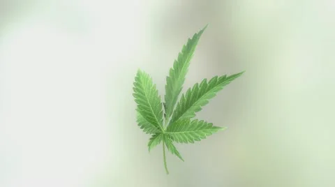 Marijuana leaf rotation Stock Footage 10808951