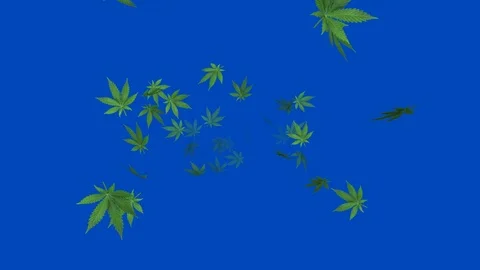 Marijuana leaf V2 - loop, 4K, blue screen Stock Footage 84186777