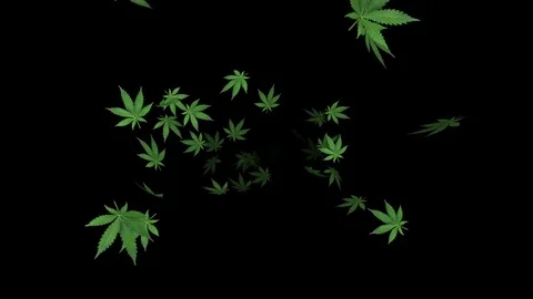 Marijuana leaf V2 - loop, 4K, alpha channel included Stock Footage 84186866