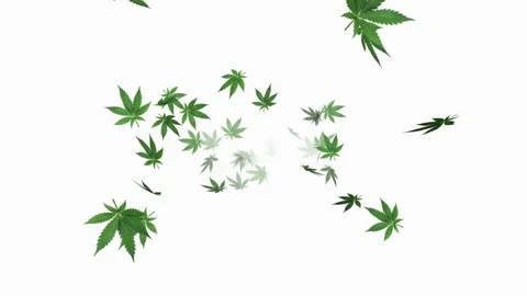 Marijuana leaf V2 - loop, 4K, alpha channel included Stock Footage 84186889