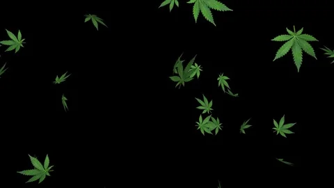 Marijuana leaf V3 - loop, 4K, alpha channel included Stock Footage 84091099