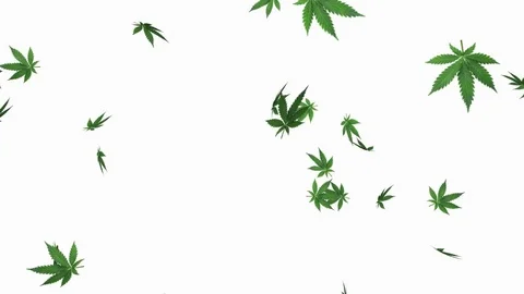 Marijuana leaf V3 - loop, 4K, alpha channel included Video stock 84091521