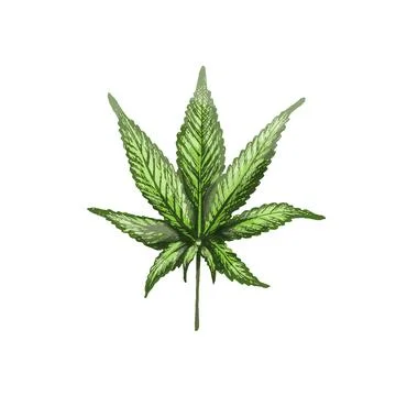 Marijuana leaf. Vector vintage hatching color illustration. Isolated on white Stock Illustration