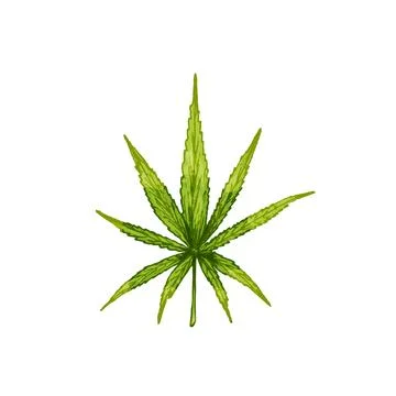 Marijuana leaf. Vintage black vector engraving illustration Stock Illustration