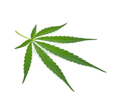 Marijuana leaf on white background Stock Photos