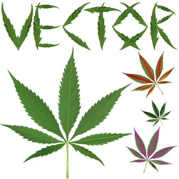 Marijuana leafs vectors marijuana leafs vectors against white background, ... Stock Photos