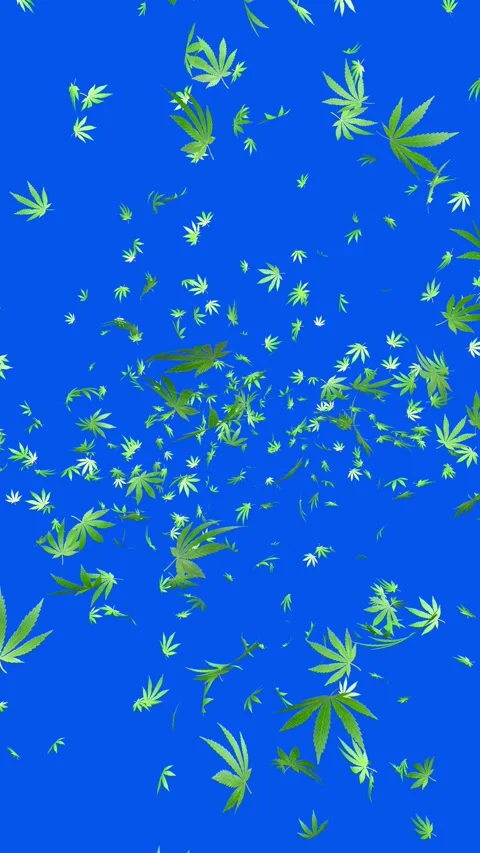 Marijuana leaves explode on blue screen. Marijuana leaf explosion. Stock Footage 282526697