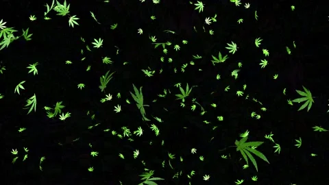 Marijuana leaves fly on a black background. Stock Footage 234538647