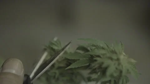 Marijuana leaves Vídeo Stock 37270755