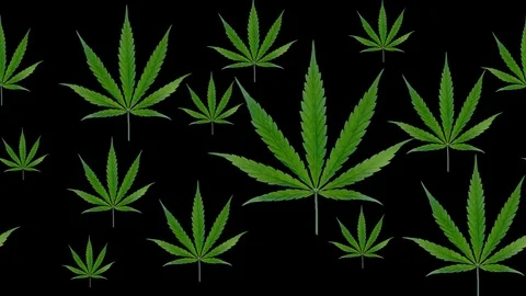 Marijuana leaves horizontally moing Stock Footage 88986368