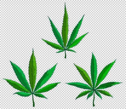 Marijuana Leaves Stock Illustration
