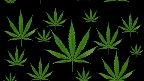 Marijuana leaves moving downwards Video stock 88986381