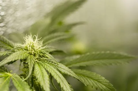 Marijuana leaves pattern for design and decoration. Stock Photos