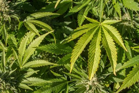 Marijuana leaves Photos