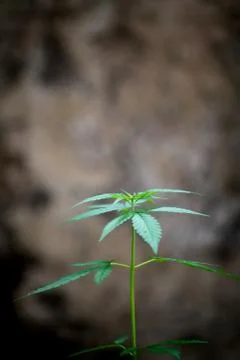 Marijuana leaves 写真素材