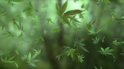 Marijuana leaves rotation Stock Footage 25853748