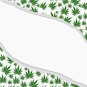 Marijuana leaves torn background Illustrazione stock