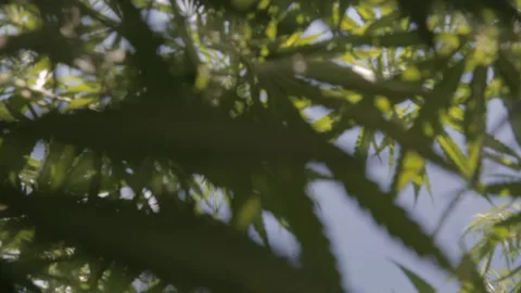 Marijuana leaves on wind Video stock 155112388