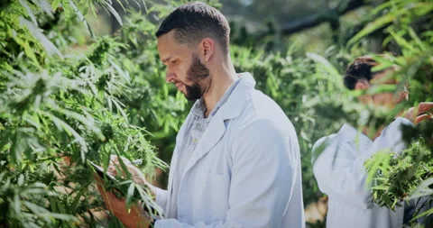 Marijuana, man and scientist with tablet in greenhouse for cannabis inspection Stock Footage 336315416