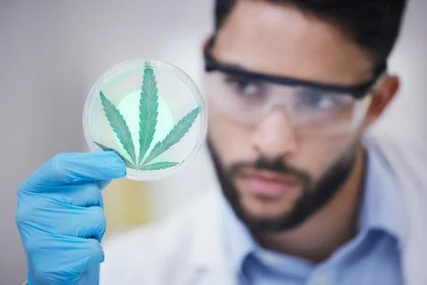 Marijuana, man or scientist with leaf sample for research, sustainability or Foto stock