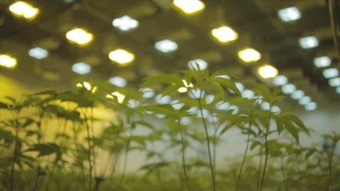 Marijuana operation establishing shot, rack focus. Stock Footage 82327494