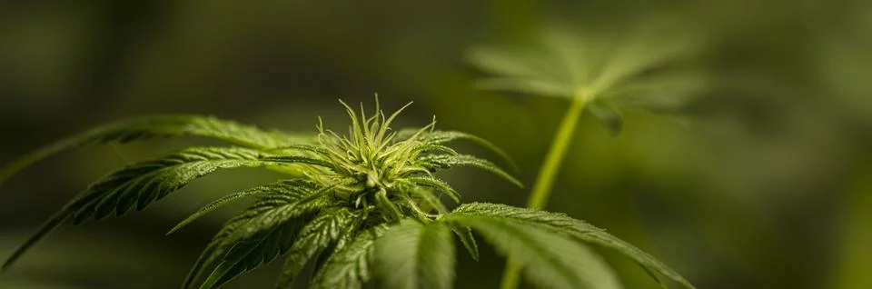 Marijuana panoramic dark pattern. Stock Photos