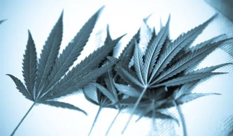 Marijuana Stock Photos