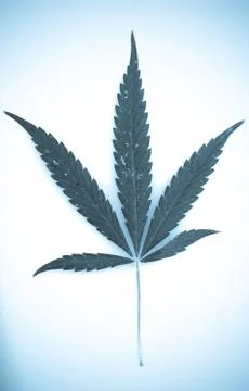 Marijuana Foto stock
