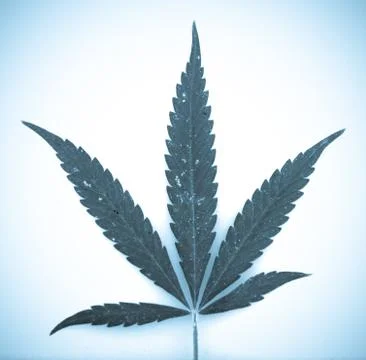 Marijuana Stock-Fotos