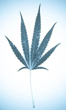 Marijuana Stock-Fotos