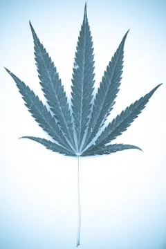 Marijuana Stock Photos