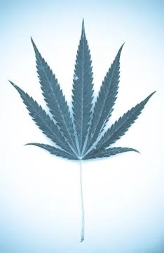 Marijuana Stock-Fotos