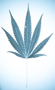 Marijuana Stock Photos