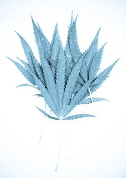 Marijuana Stock Photos