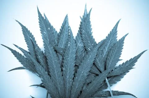 Marijuana Stock-Fotos
