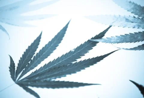 Marijuana Stock Photos