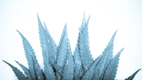 Marijuana Stock Photos