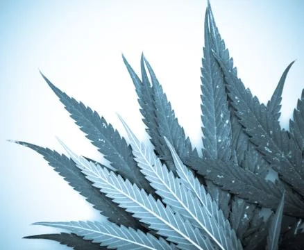 Marijuana Stock Photos