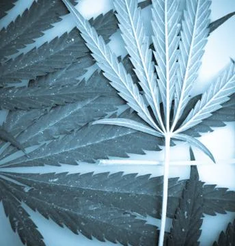 Marijuana Foto stock