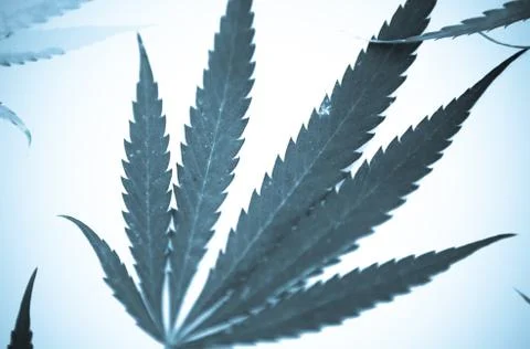 Marijuana Stock-Fotos