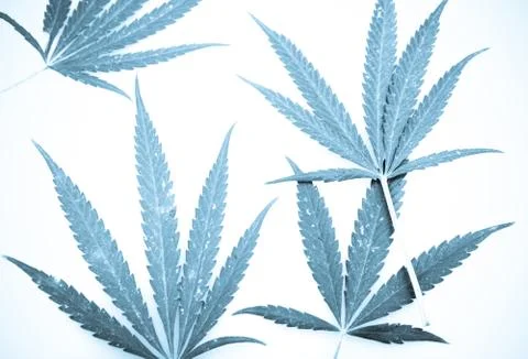 Marijuana Stock Photos