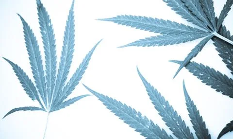 Marijuana Foto stock