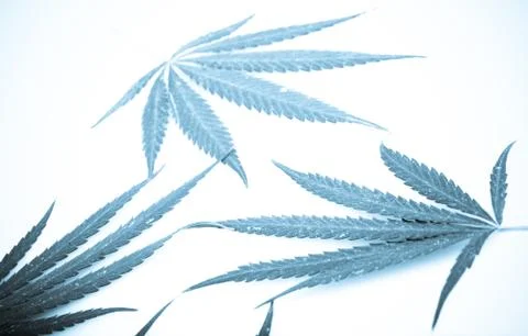 Marijuana Stock Photos