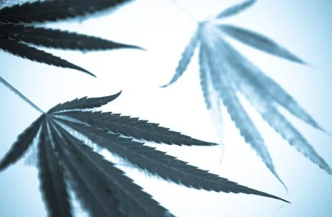 Marijuana Stock Photos