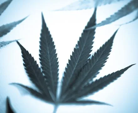 Marijuana Stock Photos